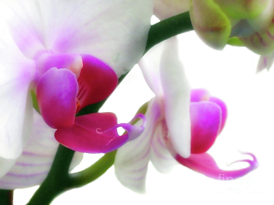 Soft Glow Pink Orchid Photograph by Amy Dundon