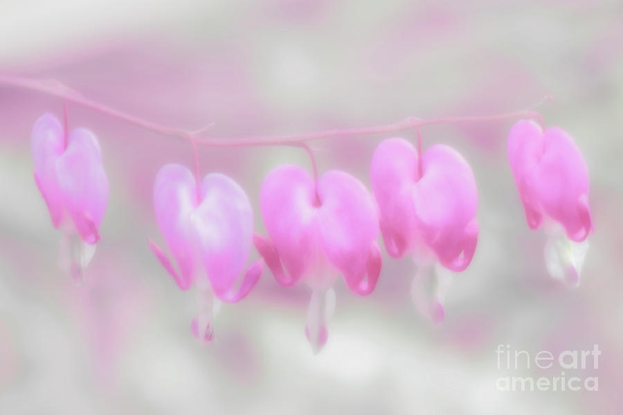 Soft Hearts Of Spring Photograph