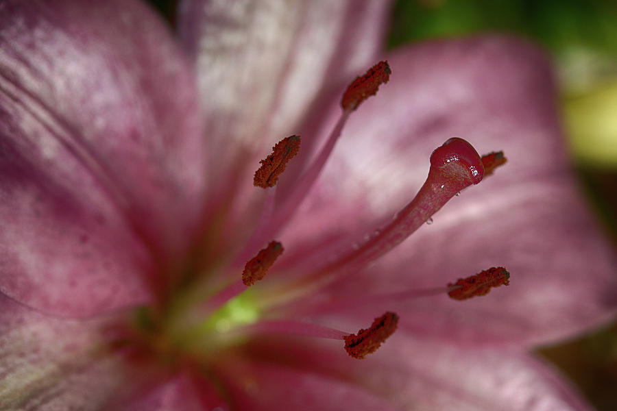 Soft Lily by Marie Leslie Soft Lily by Marie Leslie