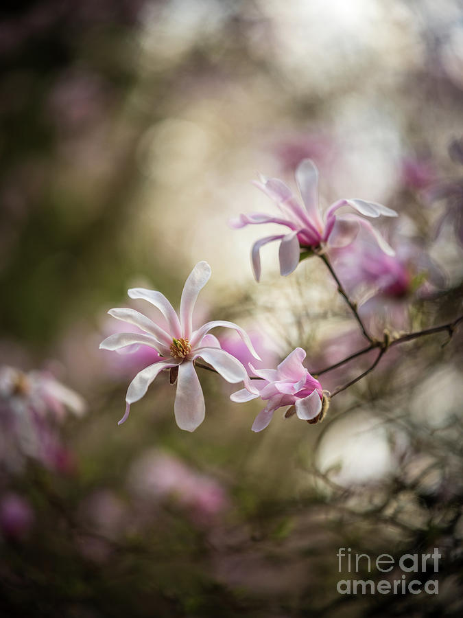 Soft Magnolia Blooms Photograph