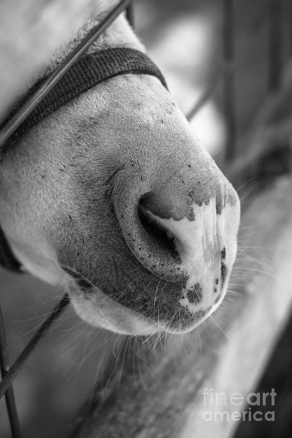 Soft Muzzle Photograph by Becqi Sherman
