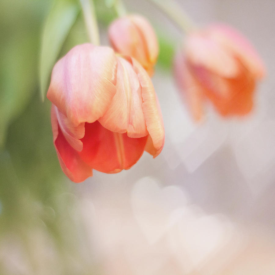 Soft Orange Tulip Blossoms Photograph by Nancy Rose