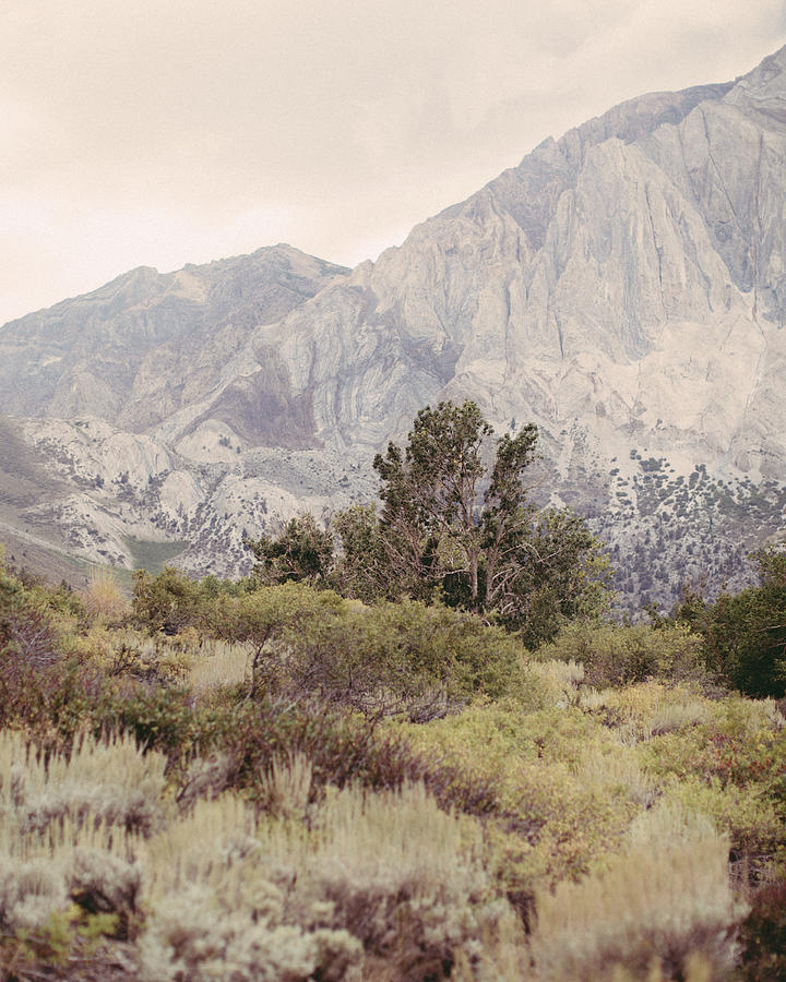 Soft Pastel Landscape Of Sierra Mountains With Trees And Shrubs ...