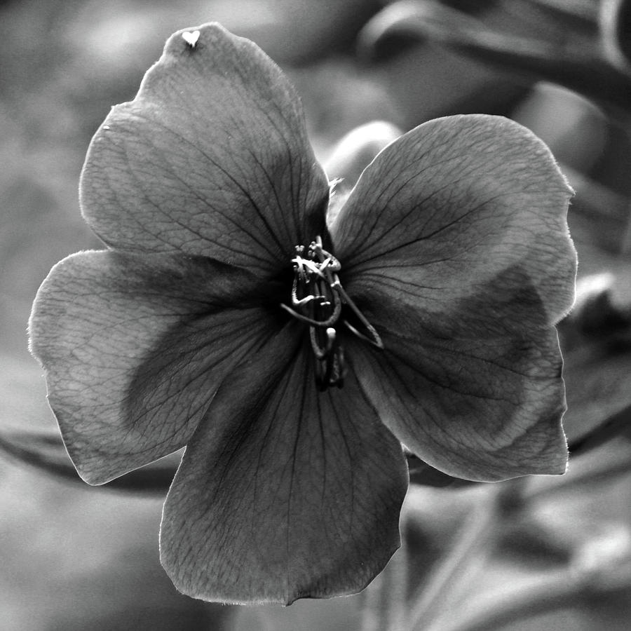 Black And White Photograph - Soft petals by Alina Avanesian