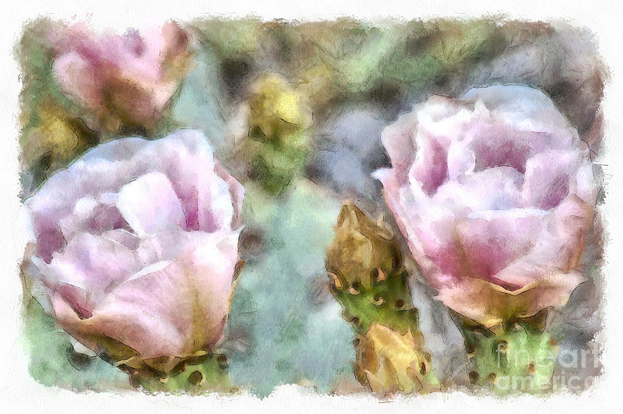 Flower Digital Art - Soft Pink Cactus Flowers by Elisabeth Lucas
