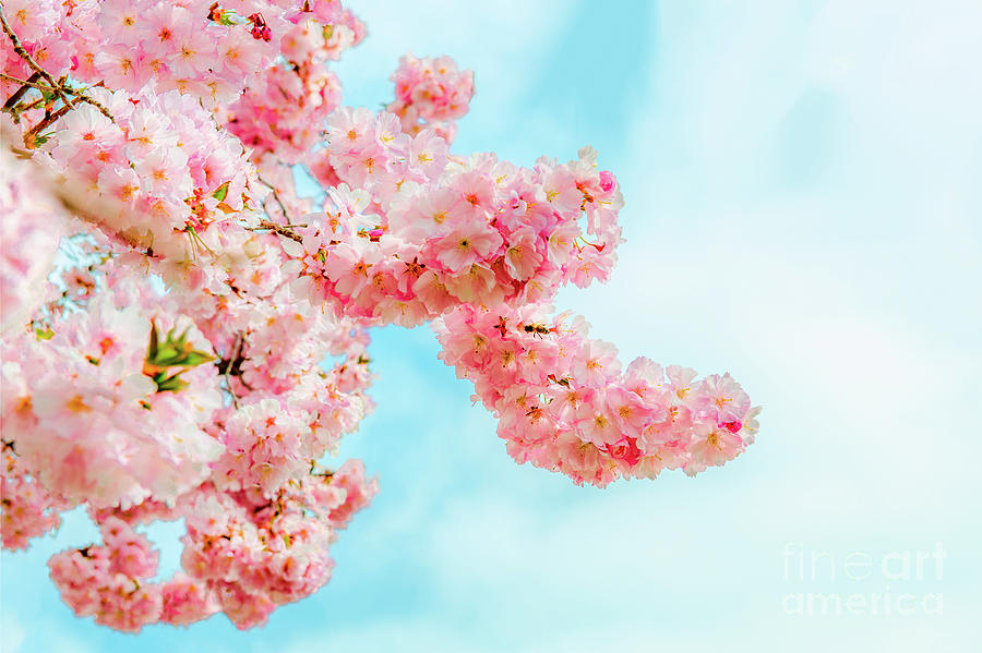 Soft pink cherry blossoms, close up view of cherry tree twigs Photograph by Ulrich Wende