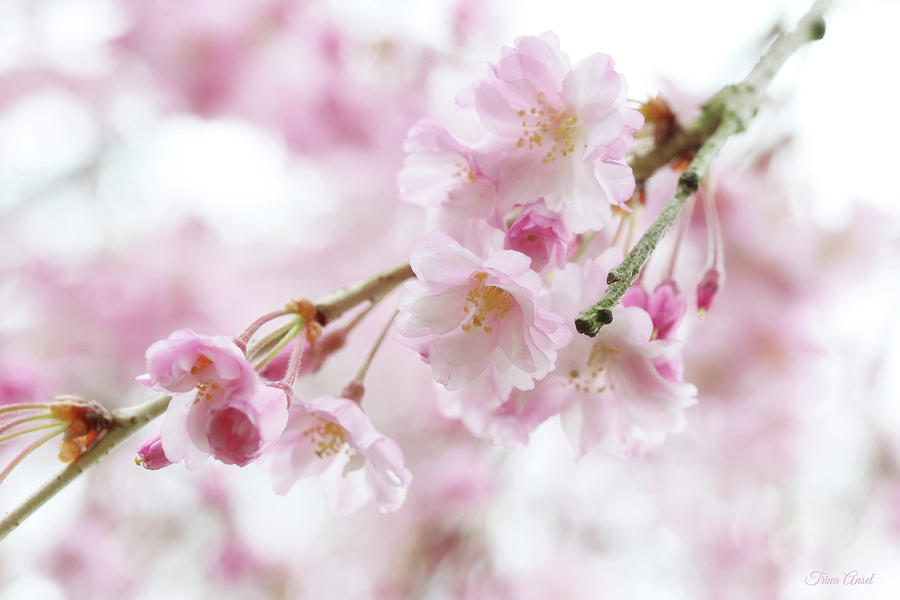 Soft Pink Cherry Blossoms Photograph by Trina Ansel