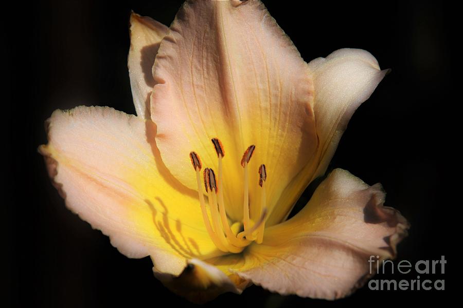 Soft Pink Day Lily by Karen Silvestri Soft Pink Day Lily by Karen Silvestri