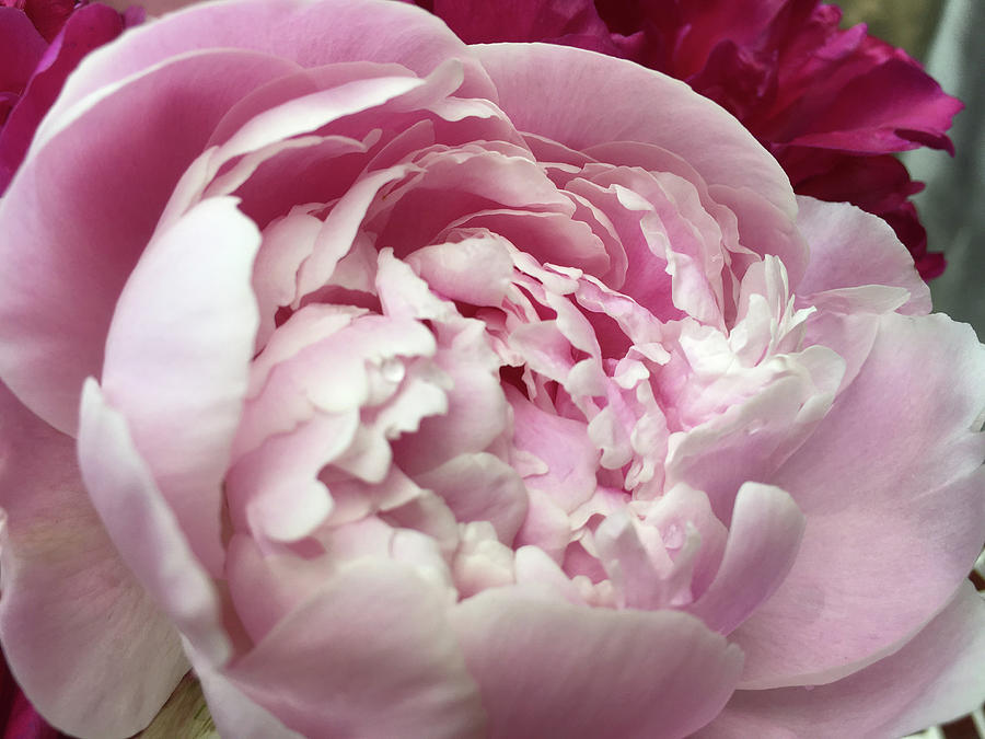 Soft Pink Peony Photograph by Rose Drew