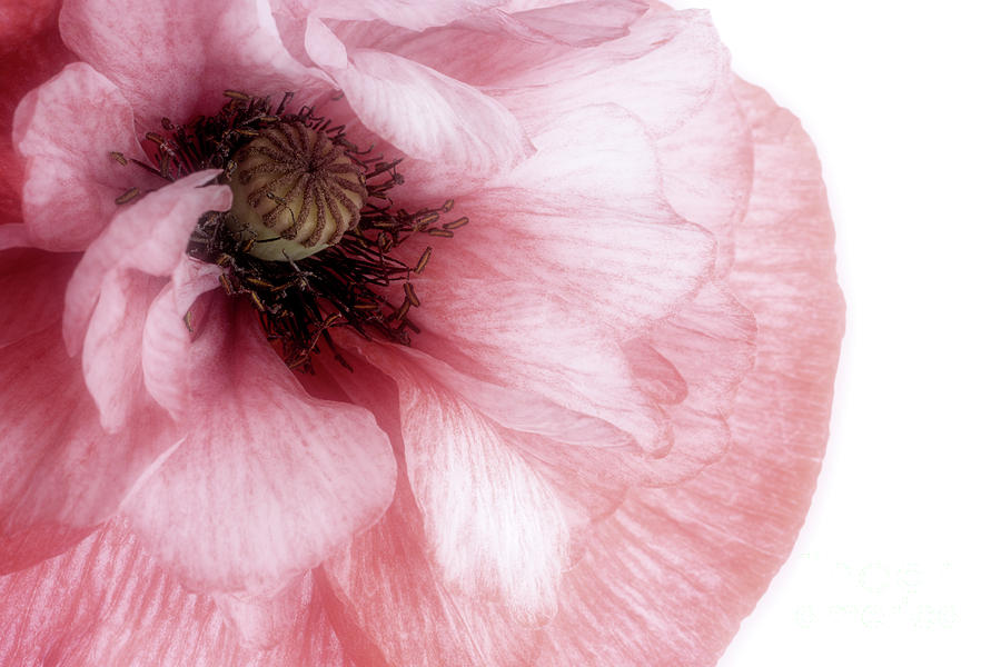 Soft Pink Poppy Photograph by Ann Garrett