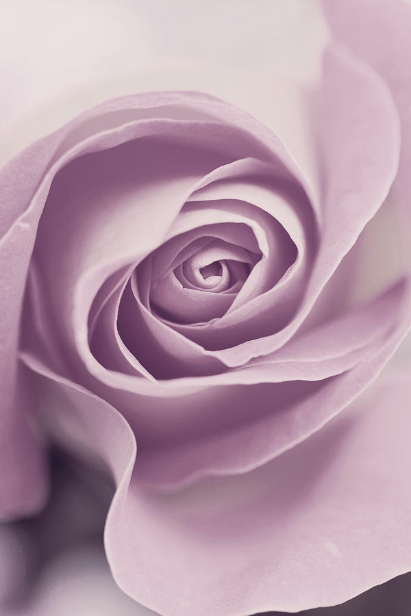 Soft Pink Rose Photograph by By Lili Ana
