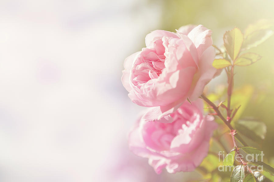Soft pink rose with space for text Photograph by Jane Rix