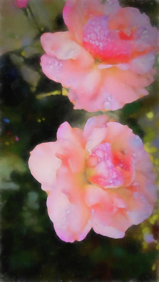 Soft Pink Roses  Digital Art by Cathy Anderson