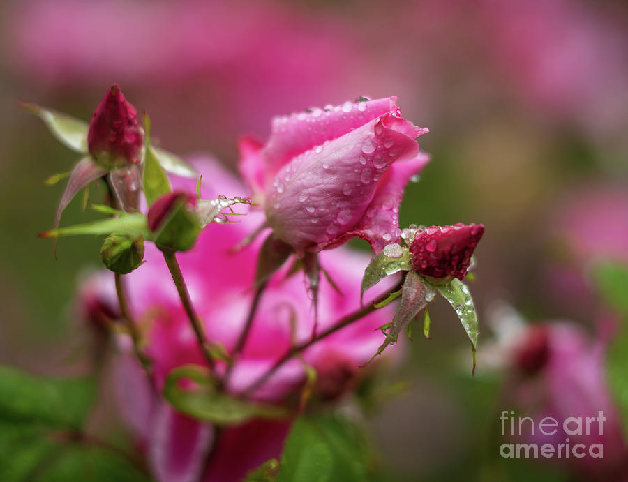 Soft Pink Roses Waterdrops Photograph