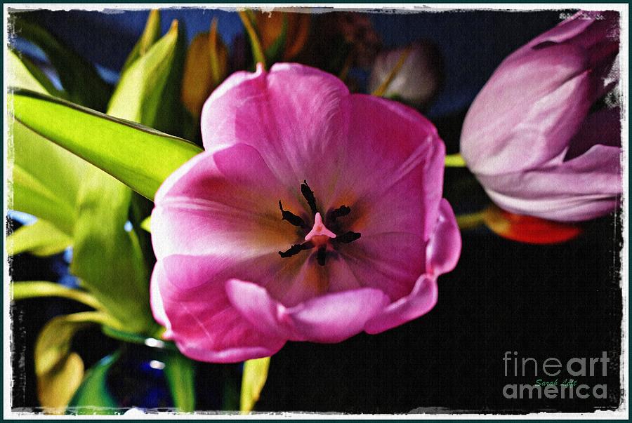 Tulip Photograph - Soft Pink Tulip by Sarah Loft