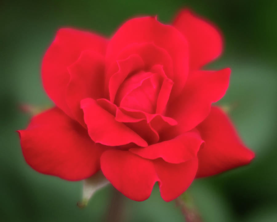Soft Red Rose Photograph by Todd Henson