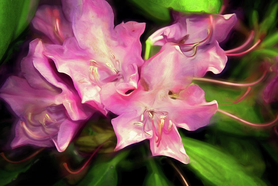 Abstract Mixed Media - Soft Rhodie Blooms 6 by Lynda Lehmann