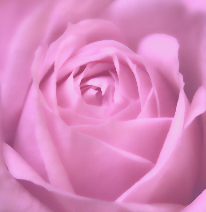 Soft And Beautiful Rose Macro Photograph Photograph by Johanna Hurmerinta