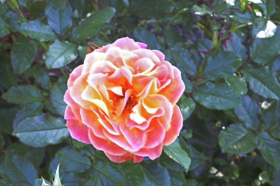 Soft Rose Glow Photograph by Cathy Anderson