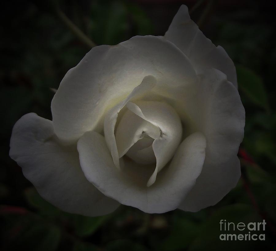Soft Rose In Shadows Photograph