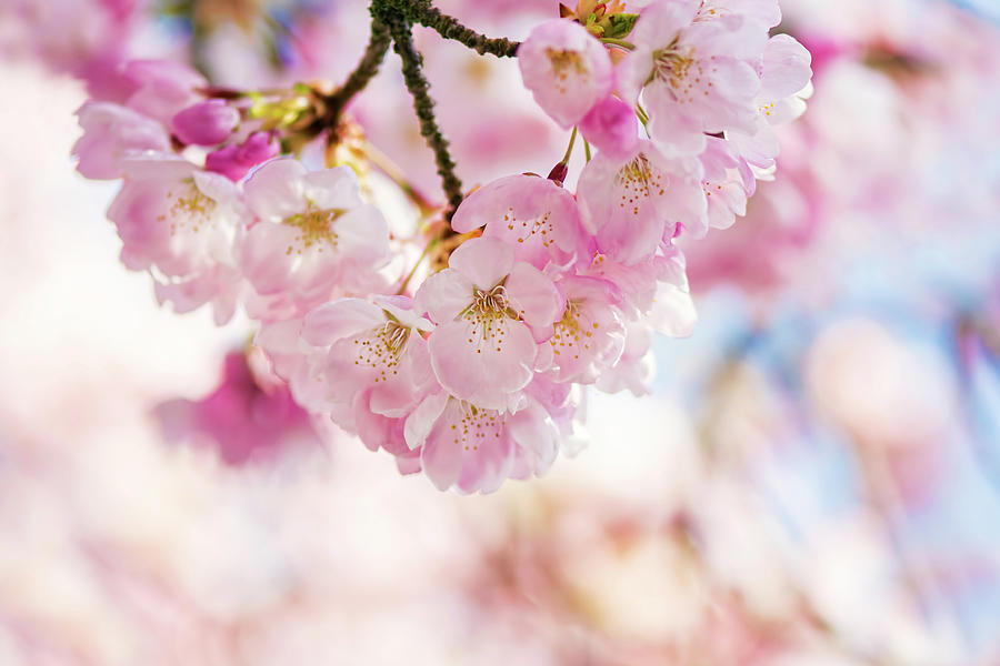 Soft Sakura - Cherry Blossom Photograph by Ashira Vision - Fine Art America