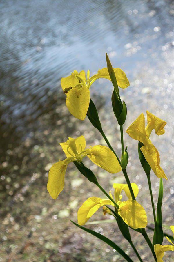 Soft Sequins and Spangles - Yellow Irises on the Edge of a Pond Photograph by Georgia Mizuleva