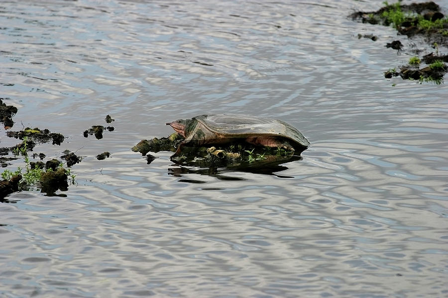 Soft Shell Turtle Photograph by Anthony Jones