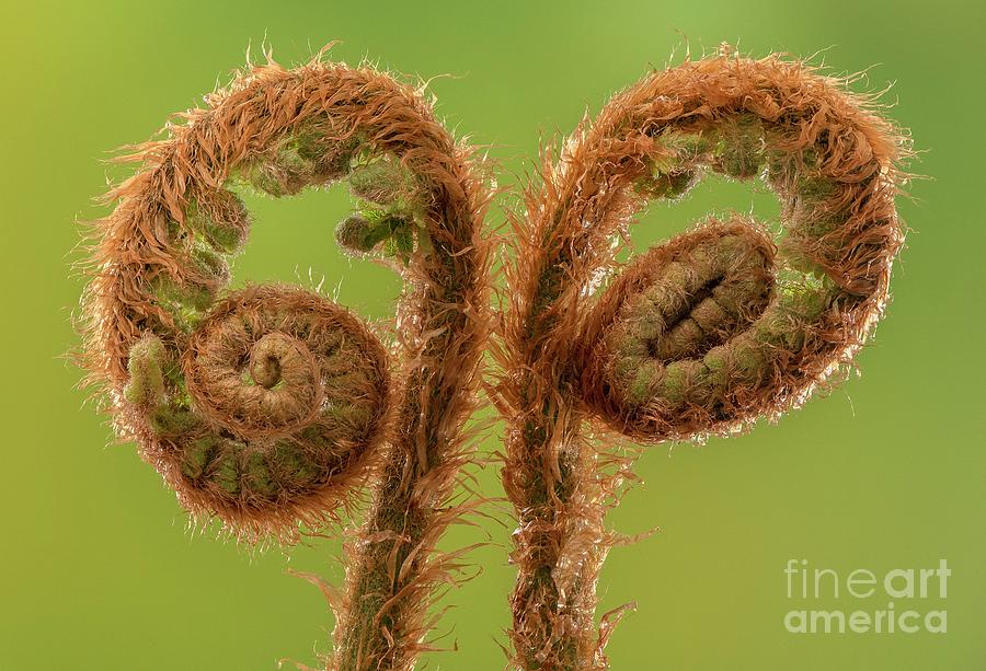 Soft Shield Fern (polystichum Setiferum) by Bob Gibbons/science Photo ...