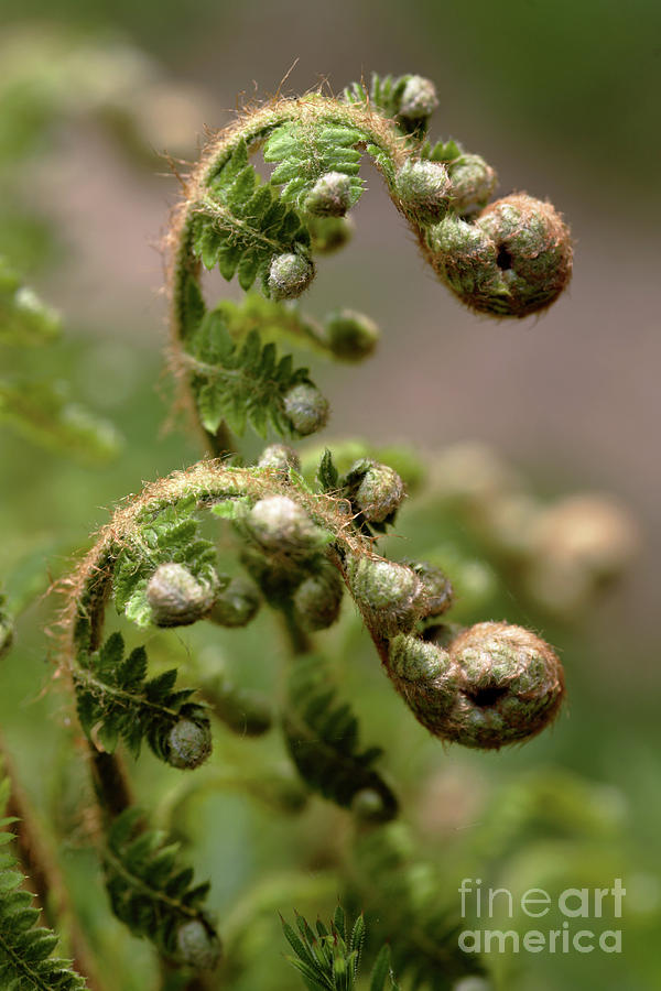 Soft Shield Fern (polystichum Setiferum) Photograph by Dr Keith Wheeler ...