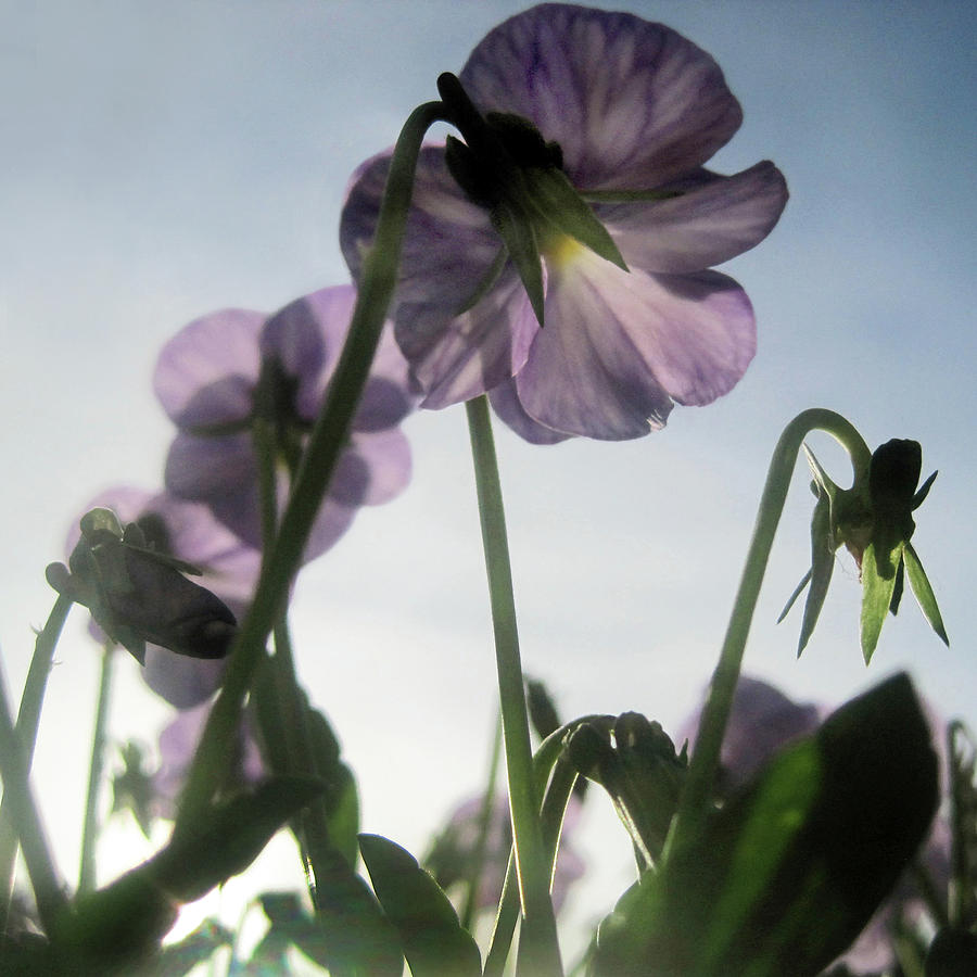 Flower Photograph - Soft Spring Flowers by Jaeda DeWalt