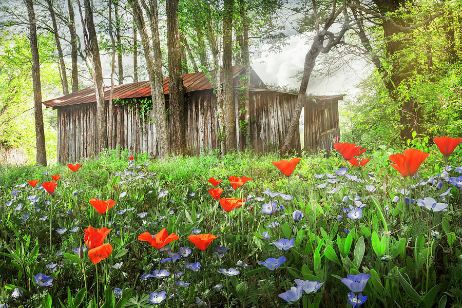 Soft Spring Wildflowers in the Country Photograph by Debra and Dave Vanderlaan