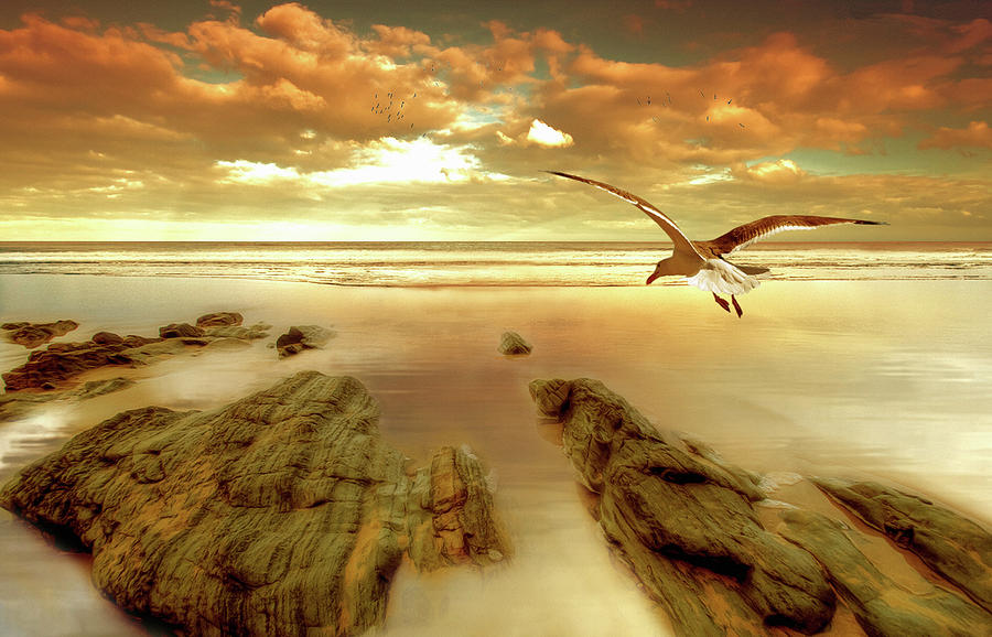 Seagull Painting - Soft Sunrise On The Beach 4 by Carlos Casamayor