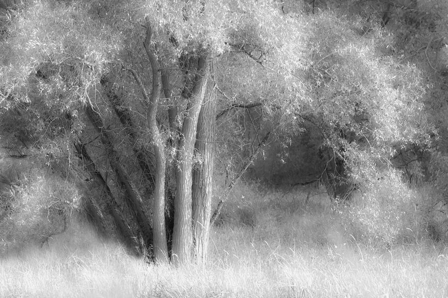Soft Tree Photograph by Hilde Ghesquiere