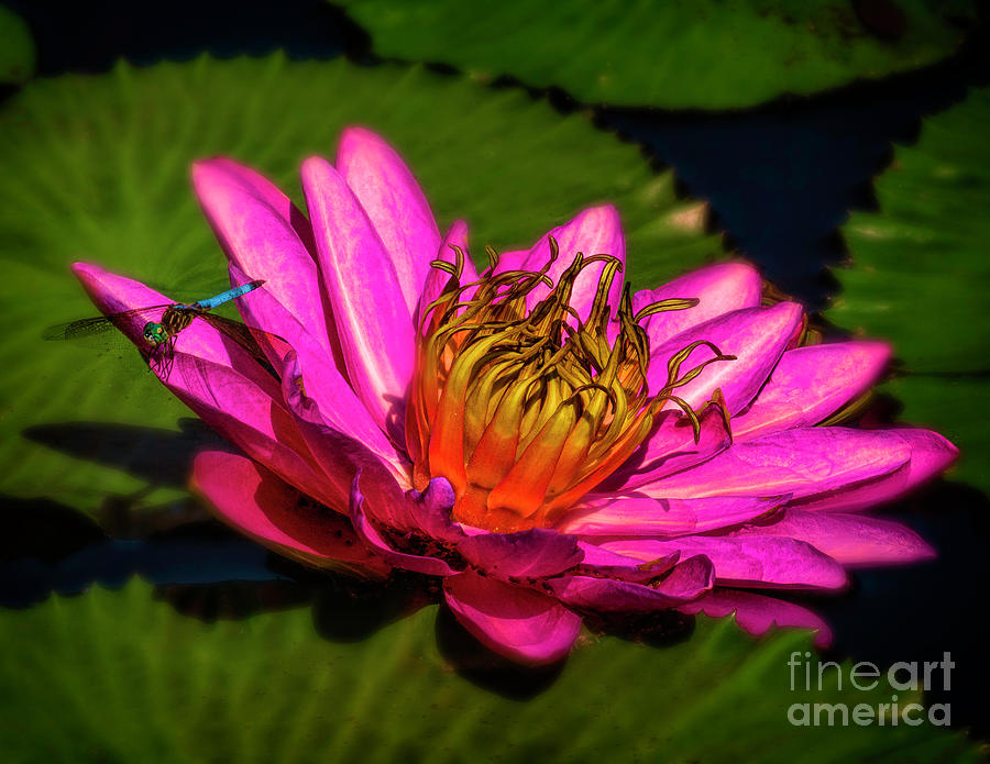 Soft Water Lily Photograph by Nick Zelinsky Jr