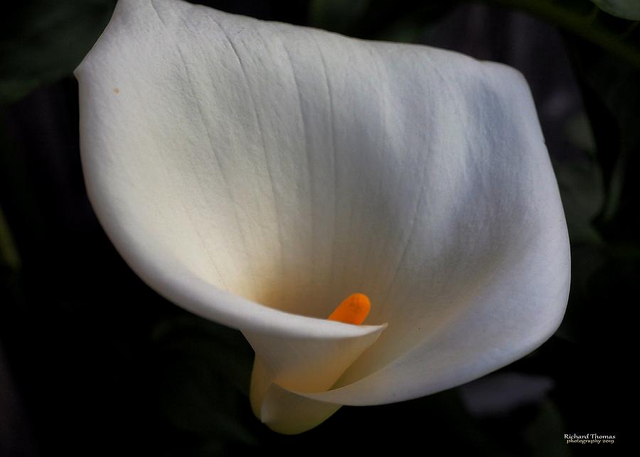 Soft White Calla Lily Photograph by Richard Thomas