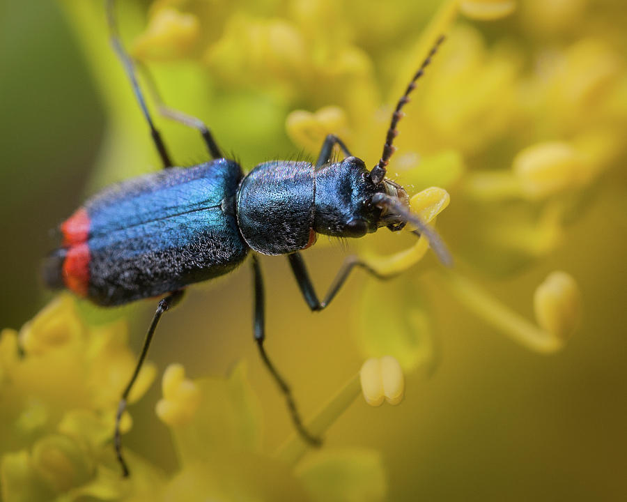 Soft-wing Flower Beetle Photograph by Stavros Markopoulos