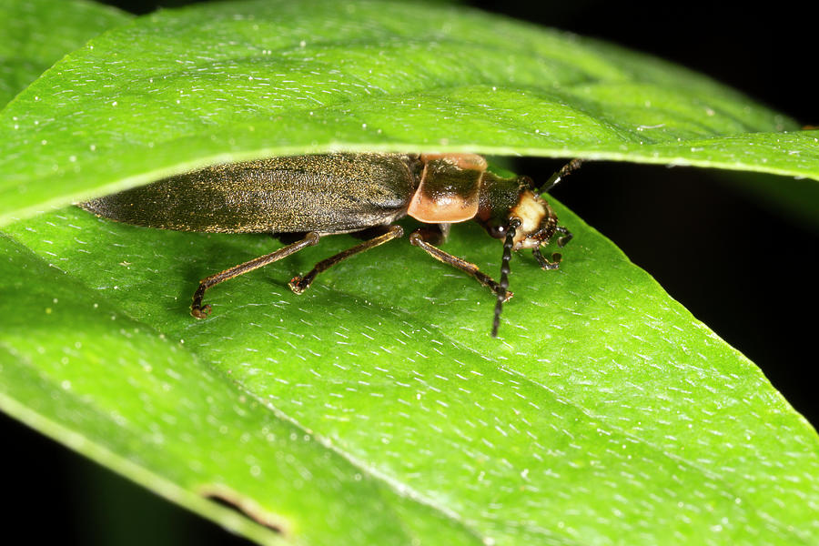Soft-winged Flower Beetle Hiding by Rick Veldman Soft-winged Flower Beetle Hiding by Rick Veldman