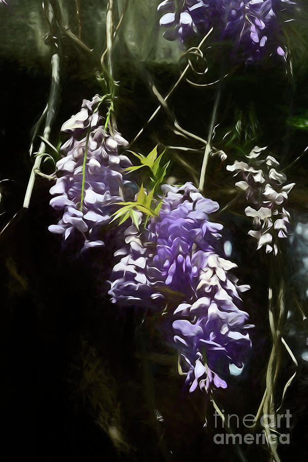 Soft Wisteria Photograph by Kathy Baccari
