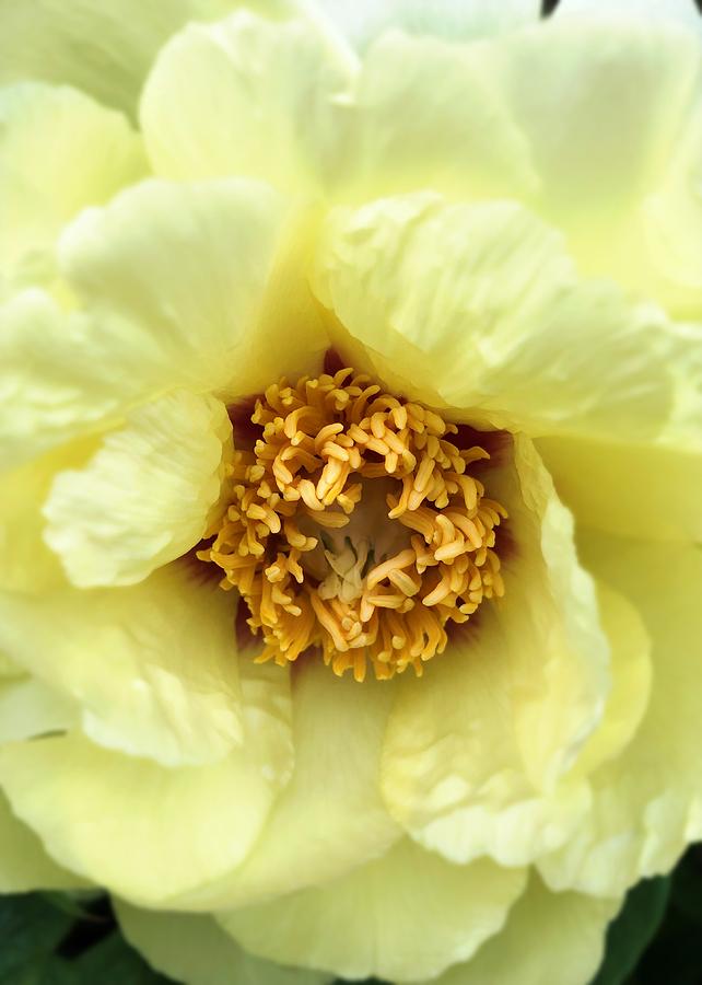 Soft Yellow Peony Macro Photograph by Mary Pille