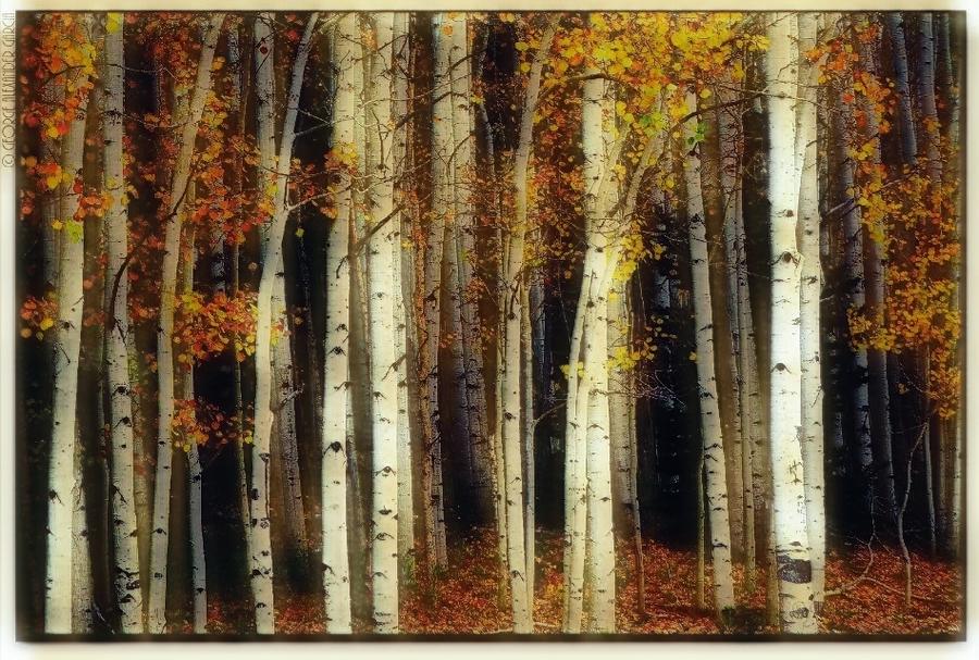 Aspen Tree Forest Mixed Media by George Garcia - Fine Art America