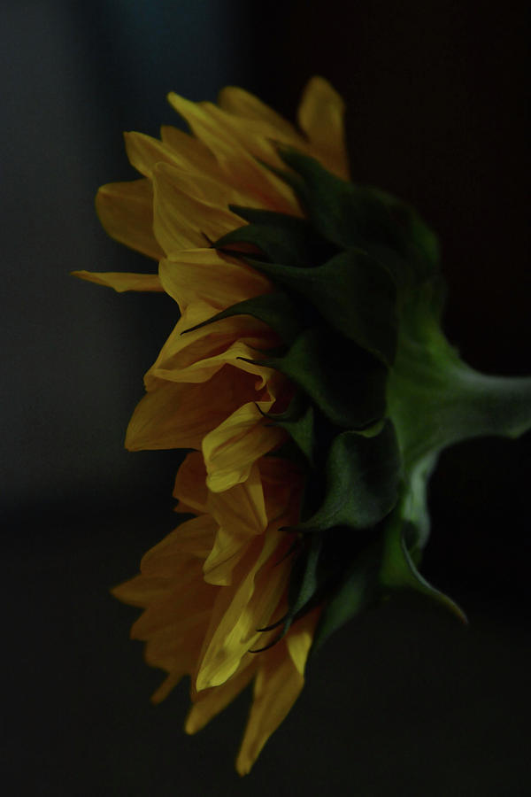 Sunflower Photograph - Softly Dawn by Whispering Peaks Photography