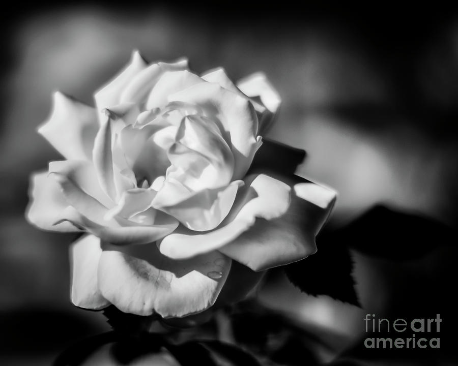 Softly Glowing White Rose Photograph by Brenda Landdeck | Fine Art America