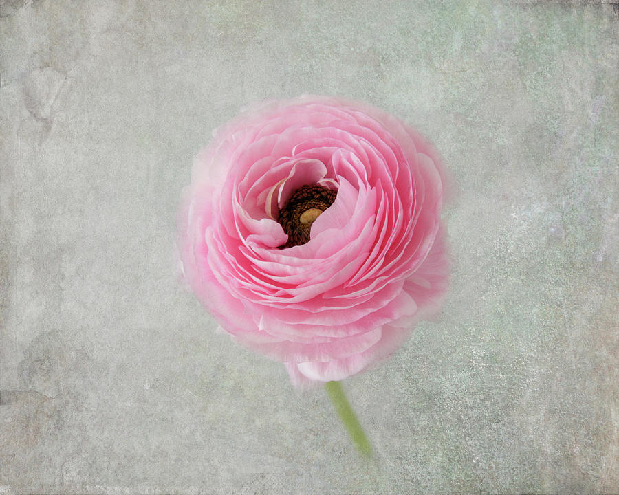 Softly in Pink Photograph by Kim Hojnacki