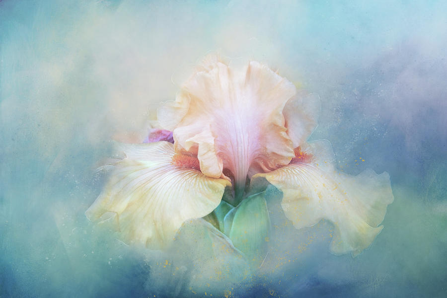 Softly Textured Iris Digital Art by Terry Davis