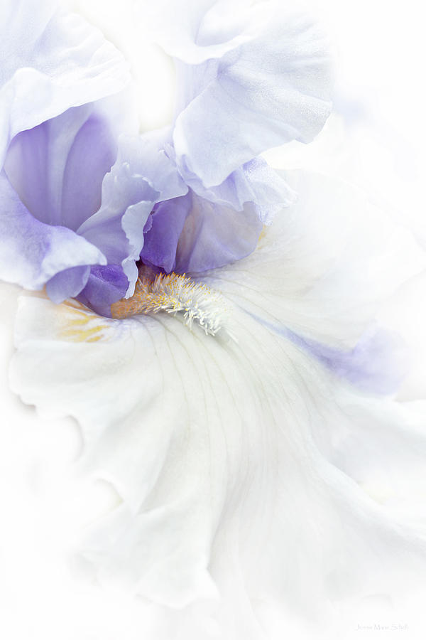 Softness of a Lavender Iris Flower Photograph by Jennie Marie Schell