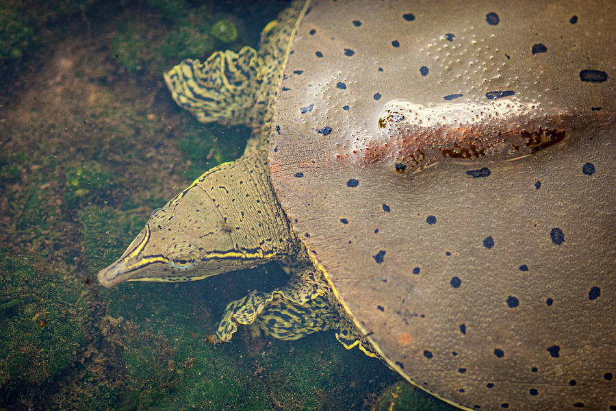 Softshell Turtle Photograph by Jeff Phillippi