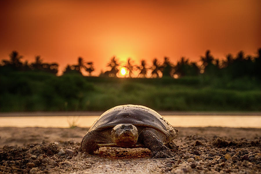 Sunset Tortoise