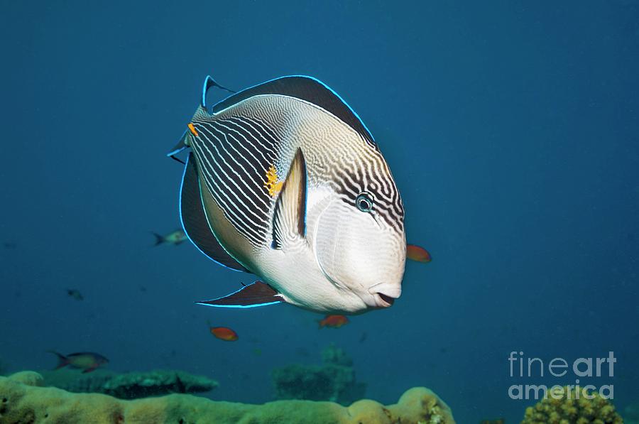 Sohal Surgeonfish Photograph by Georgette Douwma/science Photo Library