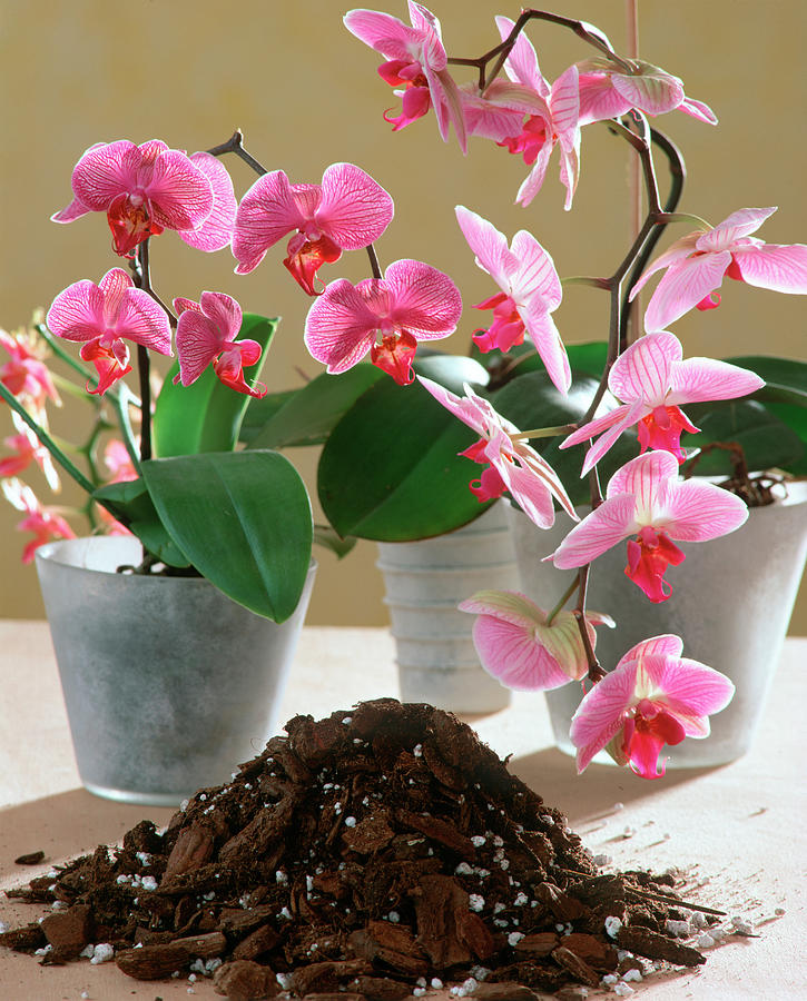 Soil For Orchids Photograph by Friedrich Strauss