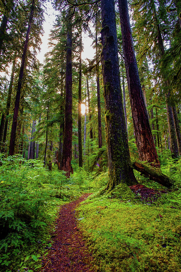 Sol Duc Valley Trail Photograph by Brian Knott Photography - Fine Art ...